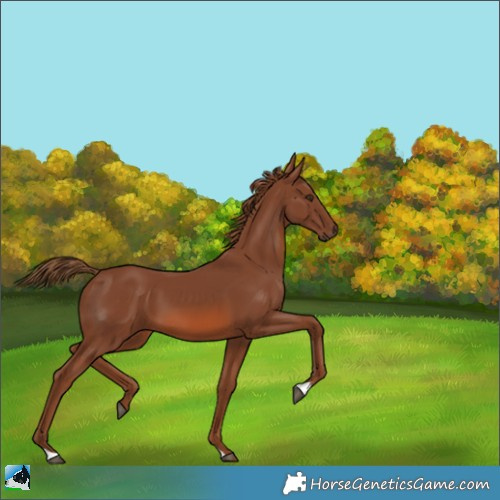 Horse Color:Chestnut 