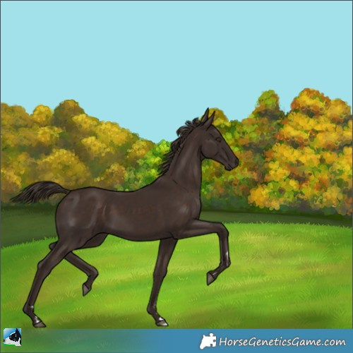 Horse Color:Liver Chestnut 