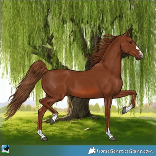 Horse Color:Chestnut 