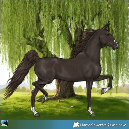 Horse Color:Liver Chestnut 