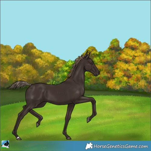 Horse Color:Liver Chestnut 