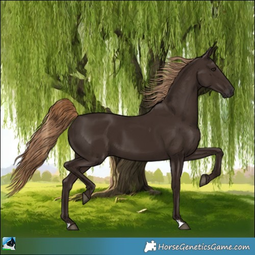 Horse Color:Liver Chestnut 