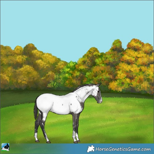 Horse Color:Powder White Grullo Near Fewspot 