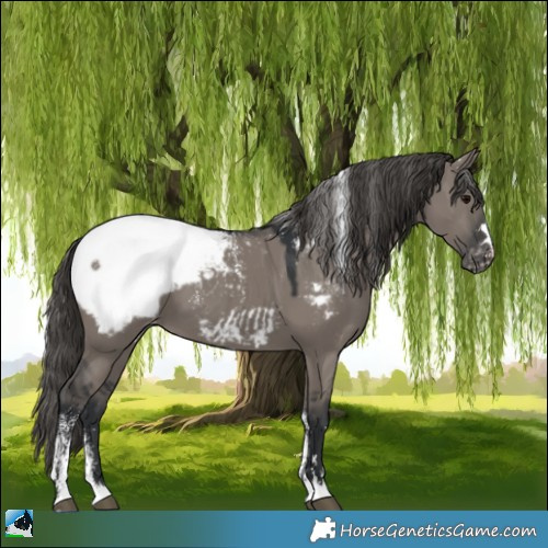 Horse Color:Powder White Grullo Appaloosa 