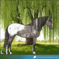 Horse Color:Powder White Grullo Snowcap 