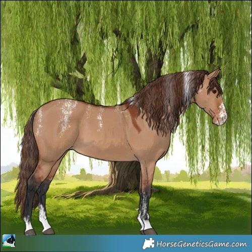 Horse Color:Powder White Bay Dun Appaloosa 