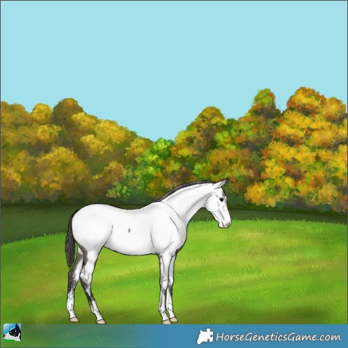 Horse Color:Powder White Grullo Appaloosa 