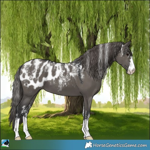 Horse Color:Powder White Grullo Appaloosa 