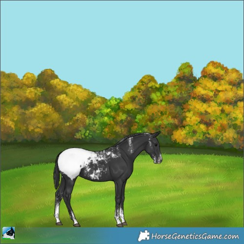 Horse Color:Powder White Black Snowcap 
