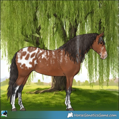 Horse Color:Powder White Bay Appaloosa