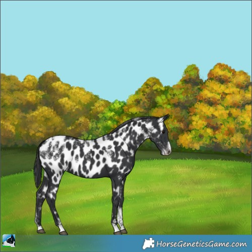 Horse Color:Powder White Black Appaloosa 