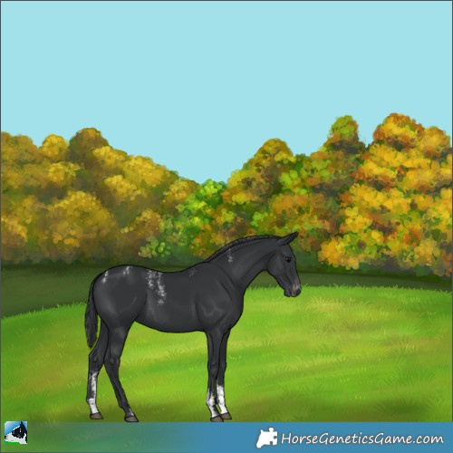 Horse Color:Powder White Black Appaloosa 