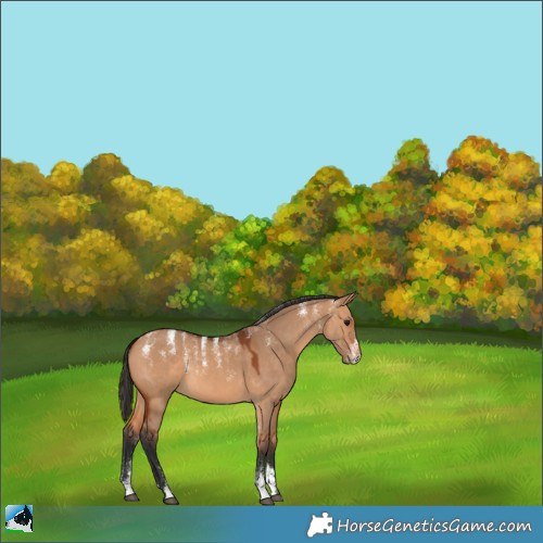 Horse Color:Powder White Bay Dun 