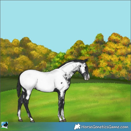 Horse Color:Powder White Black Near Fewspot 