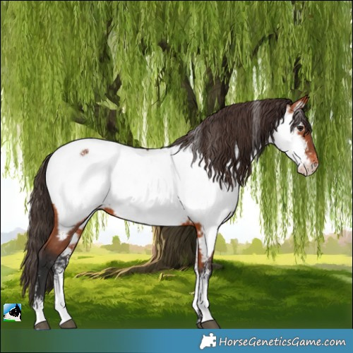 Horse Color:Powder White Bay Near Fewspot 