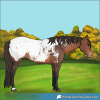 Horse Color:Brown Snowcap 