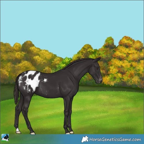 Horse Color:Liver Chestnut Appaloosa