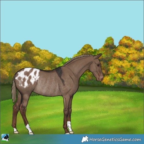 Horse Color:Liver Red Dun Appaloosa Rabicano 