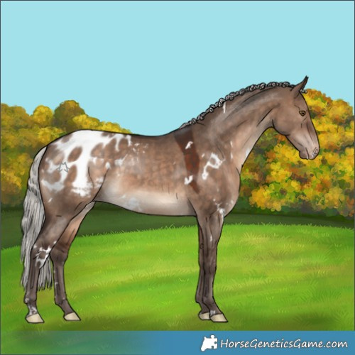 Horse Color:White Spotted Silver Brown Dun Appaloosa Rabicano 