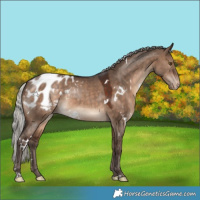 Horse Color:White Spotted Silver Brown Dun Appaloosa Rabicano 