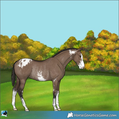 Horse Color:Liver Red Dun Sabino Appaloosa Rabicano 