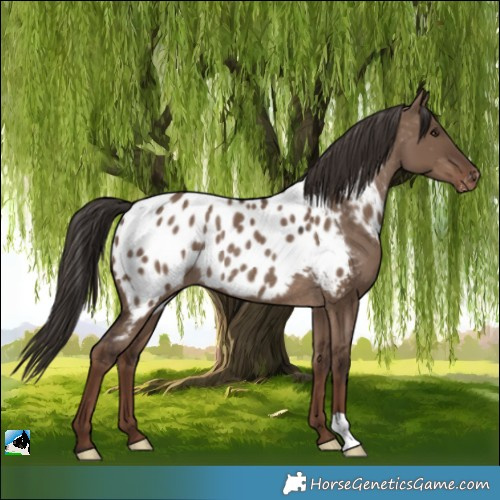 Horse Color:Liver Red Dun Appaloosa Rabicano 