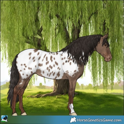 Horse Color:Liver Red Dun Appaloosa Rabicano