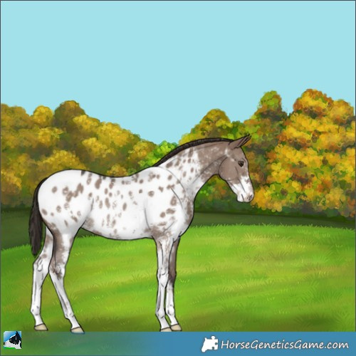 Horse Color:Liver Red Dun Sabino Appaloosa Rabicano 