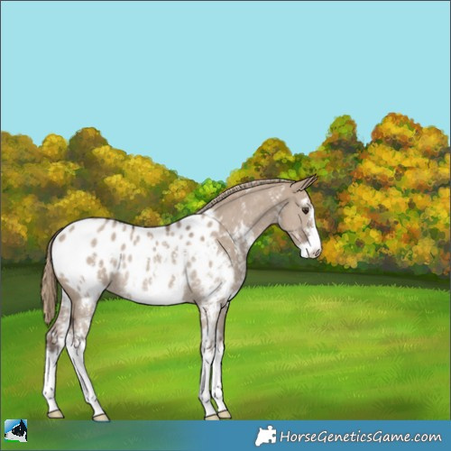 Horse Color:Liver Red Dun Sabino Appaloosa Rabicano 