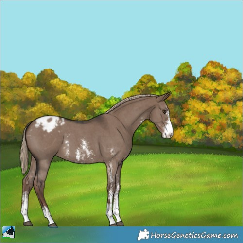 Horse Color:Liver Red Dun Sabino Appaloosa 