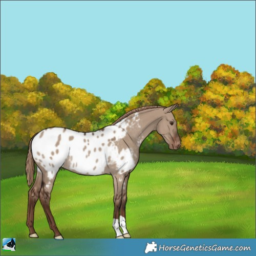 Horse Color:Liver Red Dun Near Leopard Rabicano 