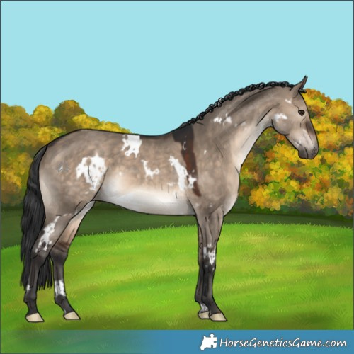 Horse Color:White Spotted Brown Dun 