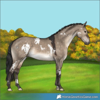 Horse Color:White Spotted Brown Dun 