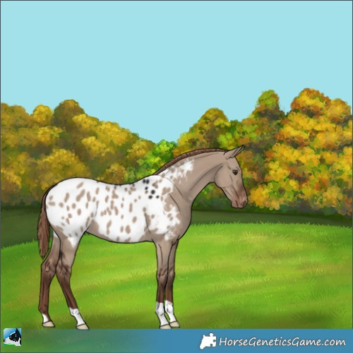 Horse Color:Liver Red Dun Near Leopard 
