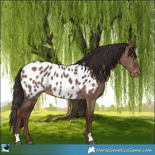 Horse Color:Liver Red Dun Appaloosa