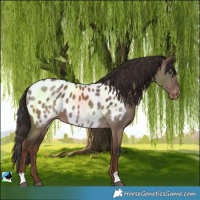 Horse Color:Liver Red Dun Near Leopard
