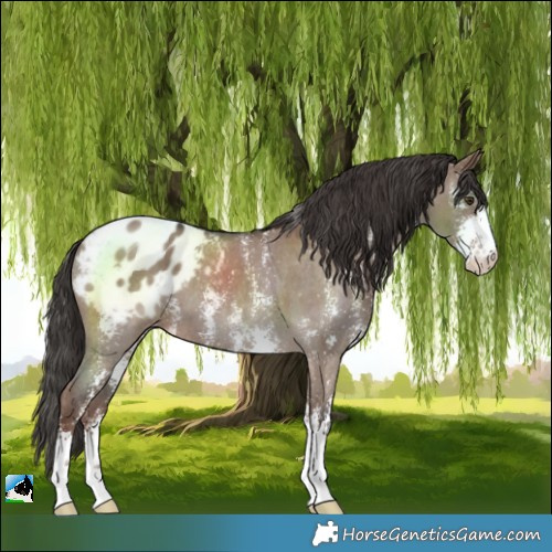 Horse Color:Liver Red Dun Sabino Blanket 