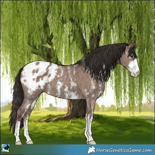 Horse Color:Liver Red Dun Sabino Appaloosa 
