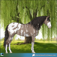 Horse Color:Liver Red Dun Sabino Appaloosa
