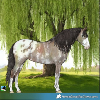 Horse Color:Liver Red Dun Sabino Blanket 