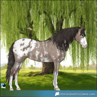 Horse Color:Liver Red Dun Sabino Blanket