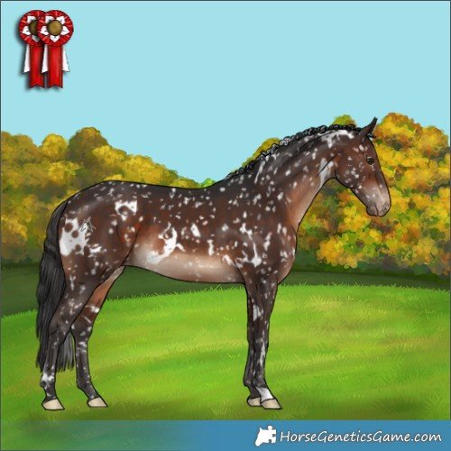 Horse Color:White Spotted Brown Appaloosa 