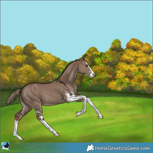 Horse Color:Liver Red Dun Sabino 