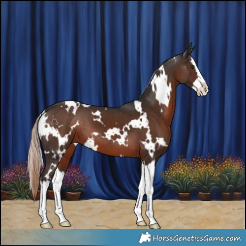 Horse Color:White Spotted Liver Chestnut Splash 