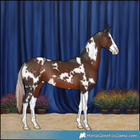 Horse Color:White Spotted Liver Chestnut Splash