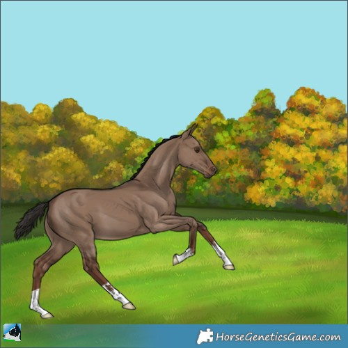 Horse Color:Liver Red Dun 