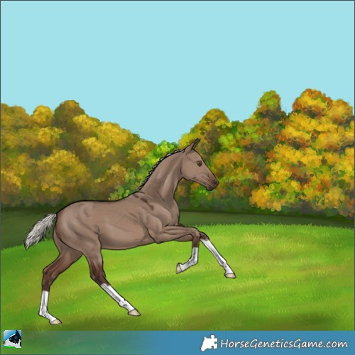 Horse Color:Liver Red Dun Mushroom 