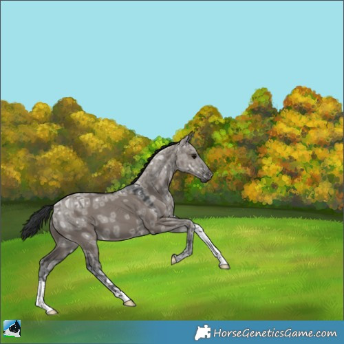 Horse Color:Grullo Ice 