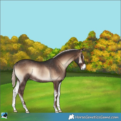 Horse Color:Liver Red Onyx Mushroom Rabicano 