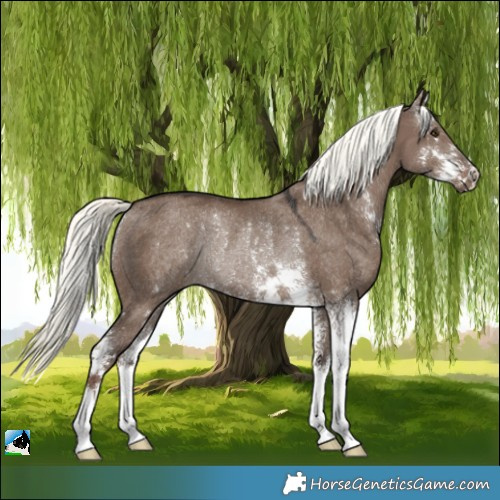 Horse Color:Liver Red Dun Mushroom Sabino Rabicano